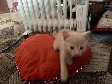 сиамские кошки котята: Милые домашние котята - Помёт из трёх малышей: два рыжих с белыми — 4