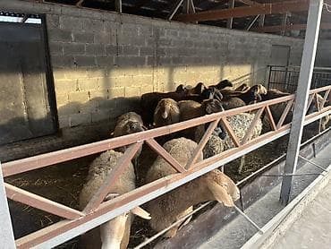 домик для животных: Продаю | Овца (самка) | Полукровка | Для разведения | Племенные — 2