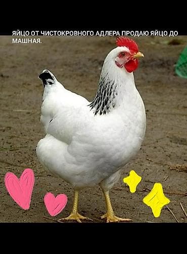 прост ат: Продаю | Куры | Для разведения — 1