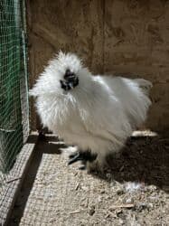 попугай неразлучник цена: Продаётся шелковая курица (Silkie). Возраст: 9 месяцев Здорова — 3