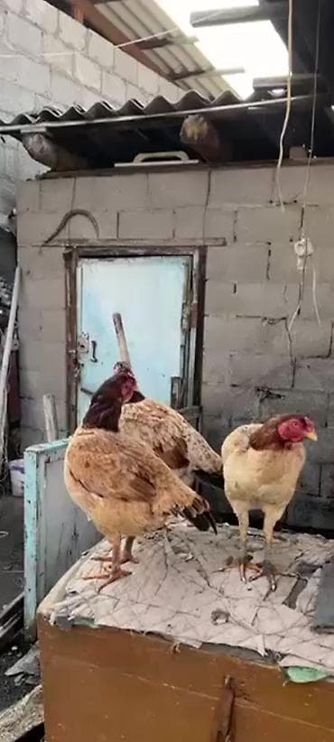 продам мясо: Яйцо бойцовский курей.даканов. линя хороший — 7