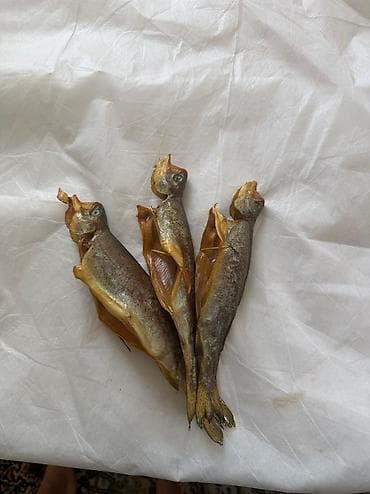 ярки матки: Форель холодного копчения со скважины Вкусная оптом и в розницу — 3
