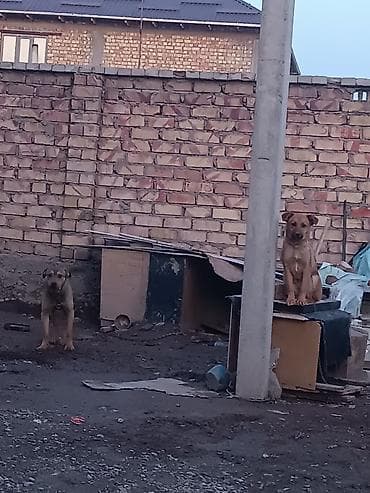 романский баран: Собака даром: Бельгийская овчарка, 5 месяцев, Самка — 3