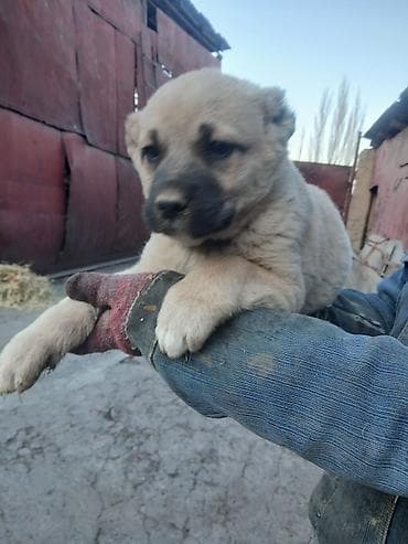 Щенки Алабай Две большие по 8000 остальные по 6000?рас: палевый с