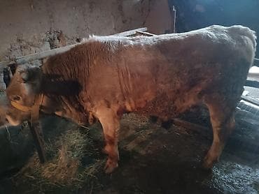 быки бука: Продаю | Бык (самец) | Швицкая — 2