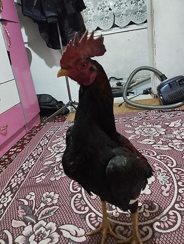 чоп сатып алабыз: Сатам | Короздор | Тебиштирүүчү | Көбөйтүү үчүн — 1