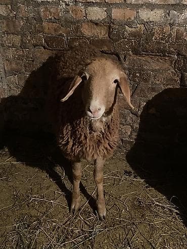 Лошади, кони: Продаю | Овца (самка), Ягненок | Для разведения | Ярка — 2