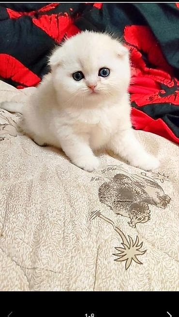 куплю кота британца: Вязка !Не продажа! Шикарный клубный котик золотая шиншилла ny25кот — 7