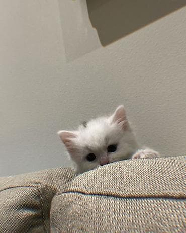 отдам котят в добрые руки: 4 денёк уже родились котёнки 6 штуков они успокоительное, здоровье — 2