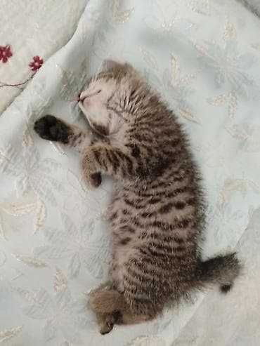 кошки: 2 месяца, Мальчик — 3