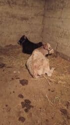 купить собаку породистую: Продаю | Тёлка | Полукровка | Для разведения — 3