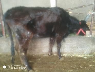 музоо ангус: Продаю | Тёлка | Ангус | На откорм | Стельные — 3