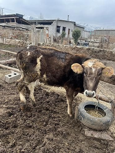 турецкий кангал цена: Телка кунаажын 8месяцев — 8