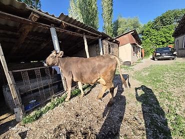 продам сельхоз животных: Продаю | Корова (самка) | Полукровка | Для молока | Племенные — 2