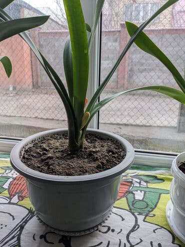 цветы ирис: Кливия. Начинает расцветать. Высота растения 40 см. Высота горшка 15 — 2