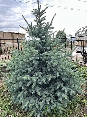 сеянцы голубой ели: Ель колючая (голубая ель, Picea pungens) — декоративные саженцы с — 1