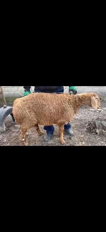 Башка жаныбарлар: Сатам | Ургаачы кой (ургаачы) | Көбөйтүү үчүн | Асыл тукумдуу — 5