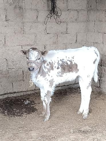 Ушул ургачы музоо сатылат 1 айлык баасы 50 мин, ( суроттогу уйдун at lalafo.kg Ушул ургачы музоо сатылат 1 айлык баасы 50 мин, ( суроттогу уйдун