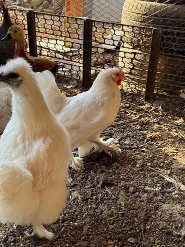 китайские куры: Продаю | Петух, Куры — 3