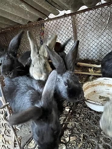 Грызуны: Продаю | Крольчата | Для разведения — 1