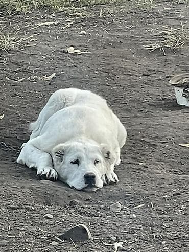 собака сокулук: Алабай, 11 айлык, Ургаачы, Ит тегин тастыктоочу документ — 6