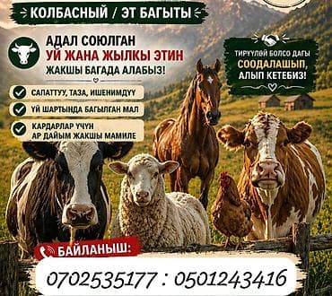 Халяльное мясо говядины и конины. - Направление: колбасное/мясное. -