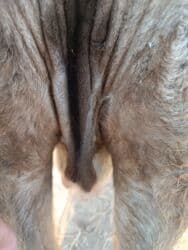 продаю музоо торпок корова самка бык самец айрширская ангус алатауская на забой для разведения на откорм племенные нетель привязанные: Продаю | Корова (самка) | Алатауская | Для разведения, Для молока | Племенные, Стельные — 3