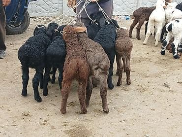 попугай ара бишкек: Козуу — 1