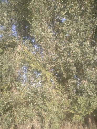 продаю связи с переездом: Саженцы деревьев: Тополя — 3