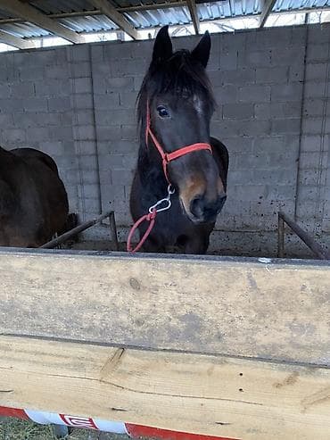 Продаю | Кобыла (самка) | Полукровка | Рабочий