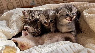 британская кошка цена бишкек: Начинаем бронирование !!!! Шотландские котята скоттиш страйт и — 2