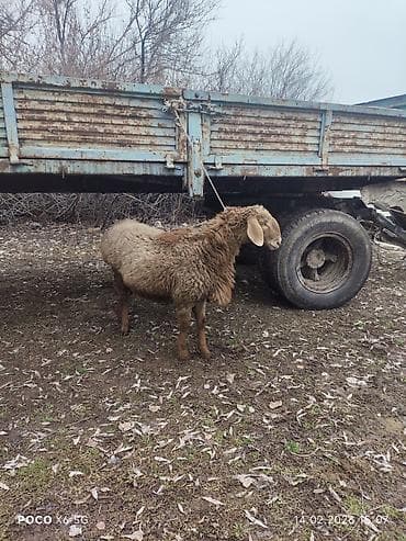 рамановские бараны: Продаю | Ягненок, Баран (самец) | Арашан — 5