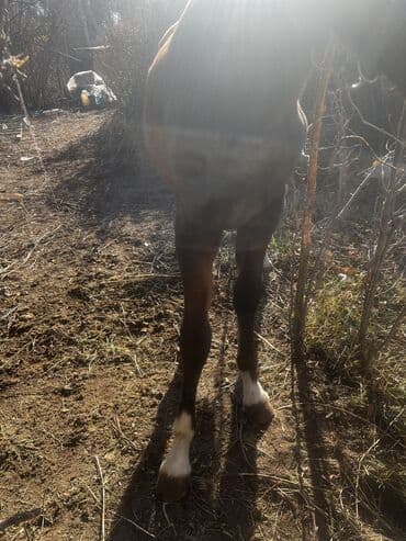 племенные коровы молочные купить: Продаю | Жеребенок — 10