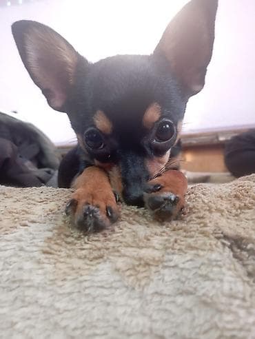 азиатский алабай: Куплю щенка породы Тойтэръер — 2