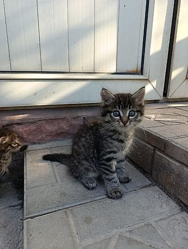 голая кошка сфинкс цена: Кошка даром: Беспородная, 2 месяца, Девочка, Приучена к лотку — 3