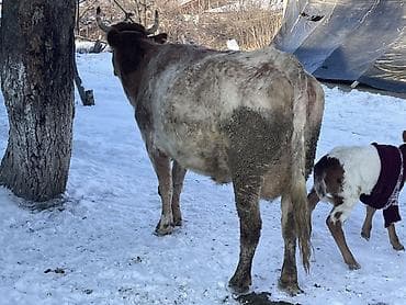 кара балта тай: Продаю | Корова (самка) | Айрширская | Для молока — 9