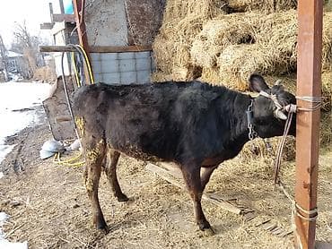 коровы дойная: Продаю | Корова (самка) | Полукровка | Для разведения | Нетель — 1