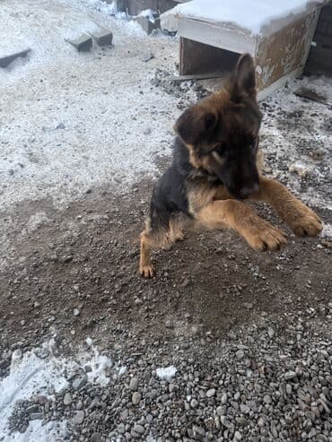 продам охотничью собаку: Немецкая овчарка, 5 месяцев, Самец, С прививкой, С родословной — 10
