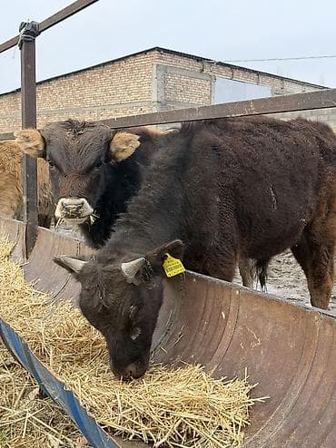 русская голубая кошка бишкек: Продаю | Бык (самец) — 2