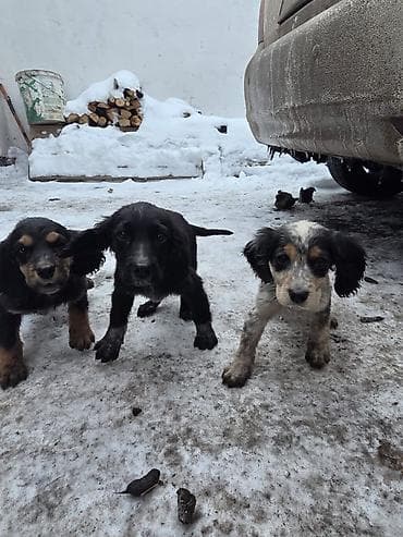 Кошки: Щенки спаниеля - Помет от породистой мамы-спаниеля (на фото рядом с — 7