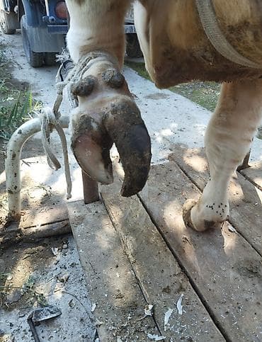 аксессуары для животных: Ат такалайбыз выезд бар, букалардын дагы туяктарын кыскартабыз! стаж — 4