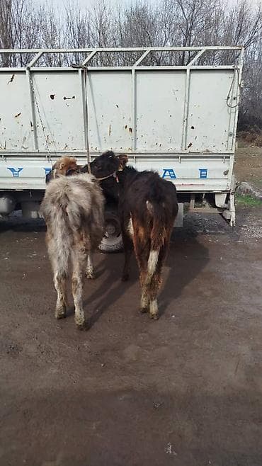 лошади чистокровные: Продаю | Тёлка | Полукровка | На откорм | Привязанные — 1