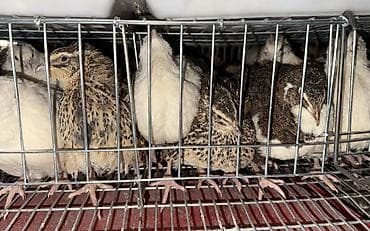 Азык-түлүктөр: Перепелята суточные из инкубатора Бөдөнө жөжө - Порода: феникс — 3