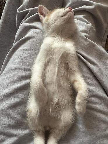 каракол кошки: Кошка даром: Беспородная, 2 месяца, Девочка, Приучена к лотку — 3