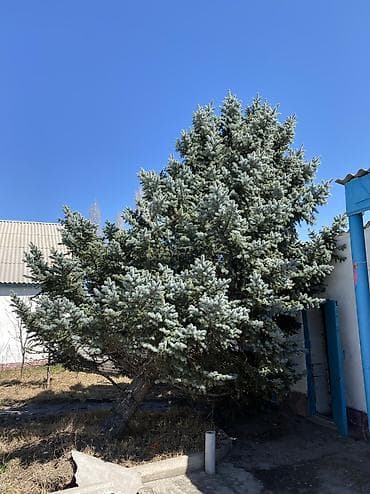 Продаю елки,сосны
