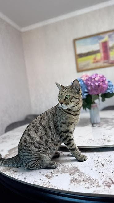 Үй жаныбарлары: 🐾 Продаётся бенгальский котик 🐱 Продаётся бенгальский кот окраса — 1