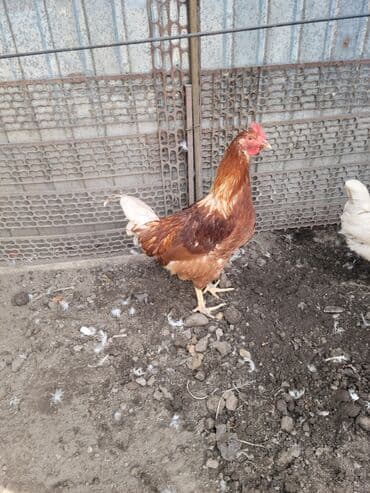 куры доминанты: Продаю | Петух | Для разведения — 2