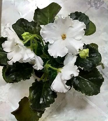 деткие: В продаже взрослые фиалки (цветущие и не цветущие 250-350)детки — 8