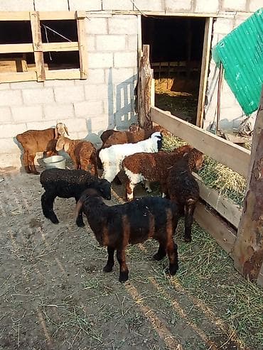 продаю баран арашан: Сатам | Козу | Романовская | Көбөйтүү үчүн | Асыл тукумдуу — 2