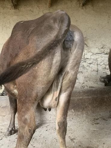 мышык сатам: Сатам | Уй (ургаачы) | Сүт алуу үчүн — 1